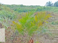 Dugaan Korupsi PSR Tahun 2022,Kejati Jambi Turut Periksa Gapoktan Markanding